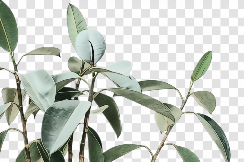 Plant Flower Leaf Tree Flowering - Eucalyptus Houseplant Transparent PNG
