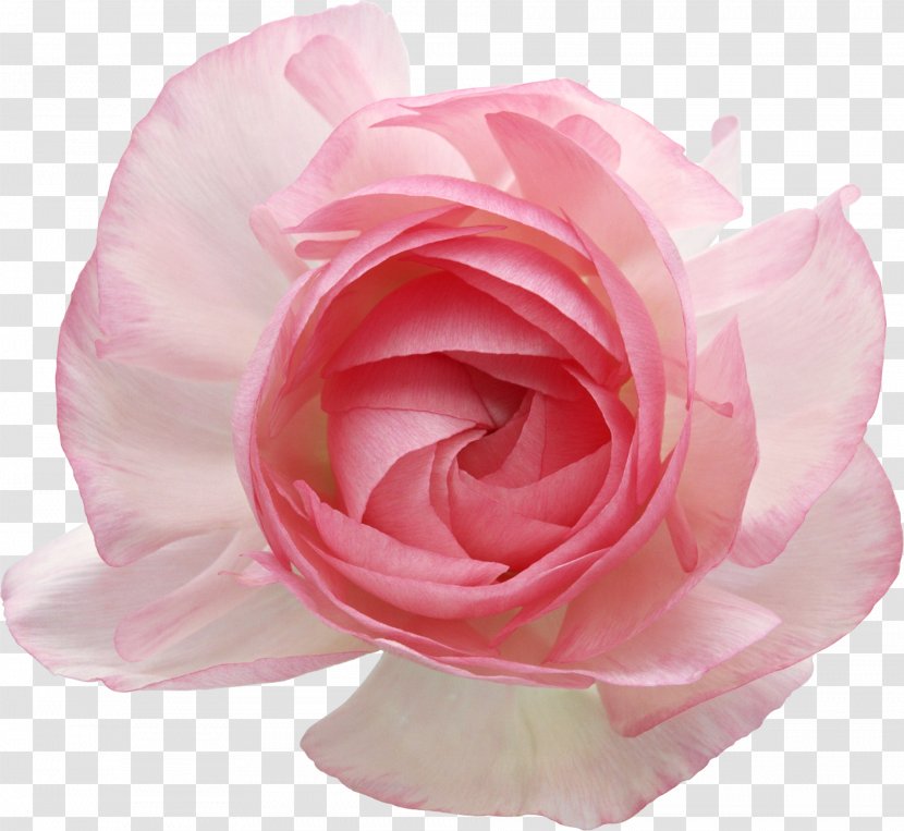 Still Life: Pink Roses Flower Clip Art - Peach Transparent PNG