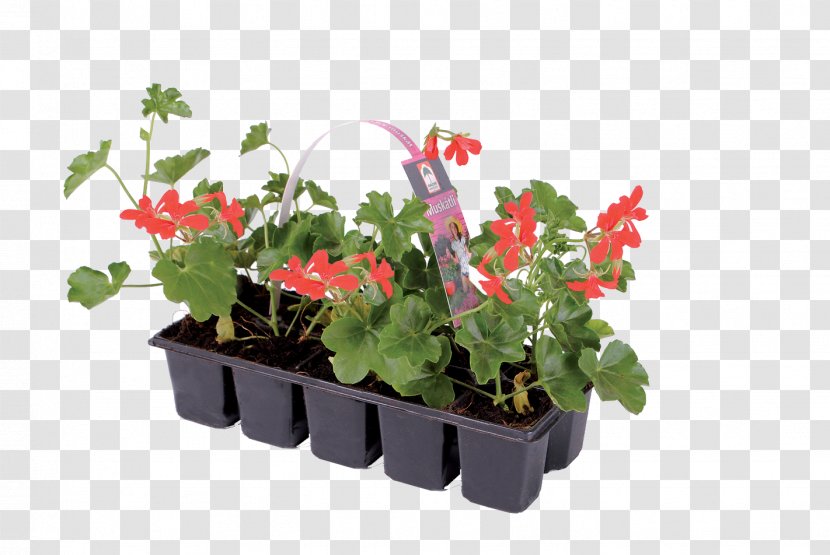 Ivy Geranium Houseplant Flowerpot Annual Plant - Hungarian Forint - Musk Flower Transparent PNG