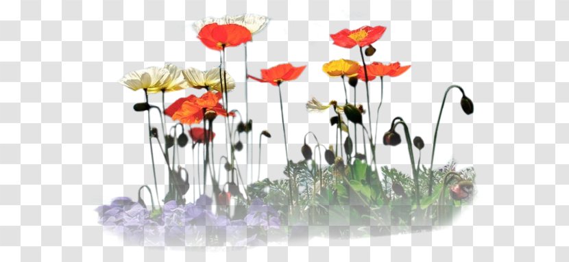 Floral Design Quotation Яндекс.Фотки Clip Art - Liveinternet - Internet Transparent PNG