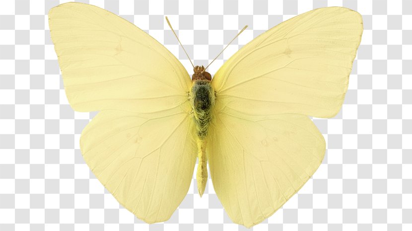 Silkworm Brush-footed Butterflies Gossamer-winged Butterfly Pieridae - Gossamerwinged - Yellow Aesthetic Niche Transparent PNG