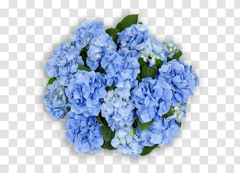Hydrangea Cut Flowers Blue Pink - Hydrangeaceae - Flower Transparent PNG