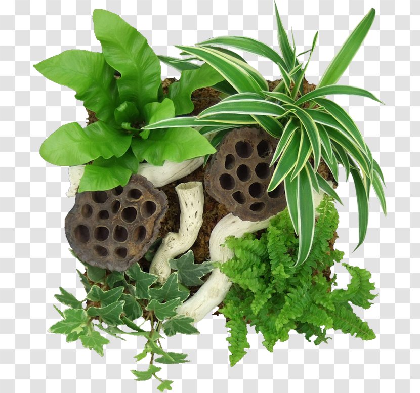 Plant Idea Flowerpot Tableau Software - Organism Transparent PNG