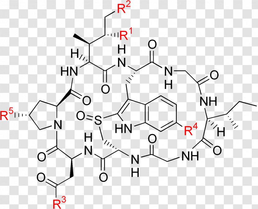 Death Cap Amatoxin Alpha-Amanitin Poison RNA Polymerase II - Rna Ii - Cyclic Peptide Transparent PNG