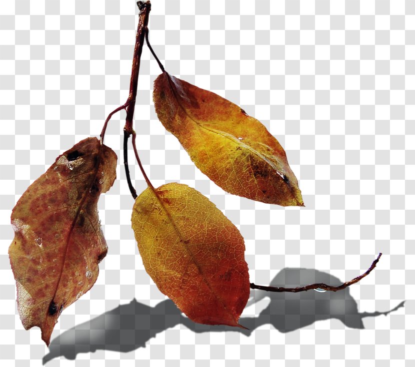 Leaf Autumn Flora - Photography Transparent PNG