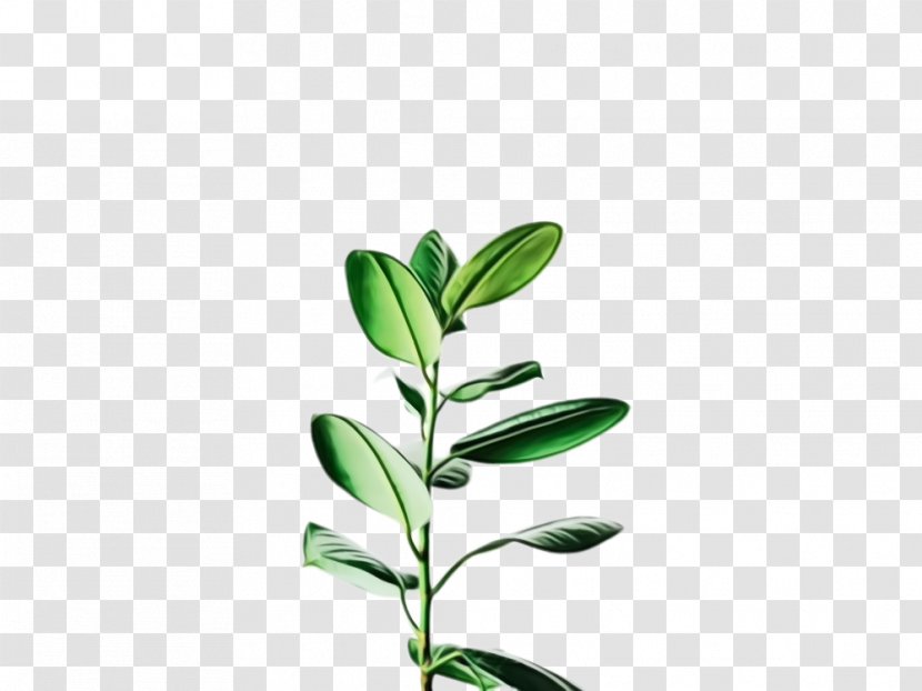 Plant Flower Leaf Flowering Branch - Stem Tree Transparent PNG