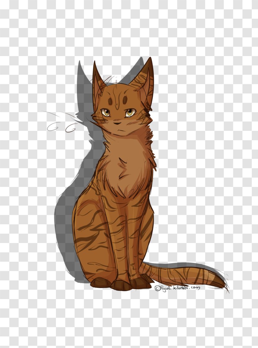 Havana Brown Somali Cat Kitten Tonkinese Warriors - Crooked Transparent PNG
