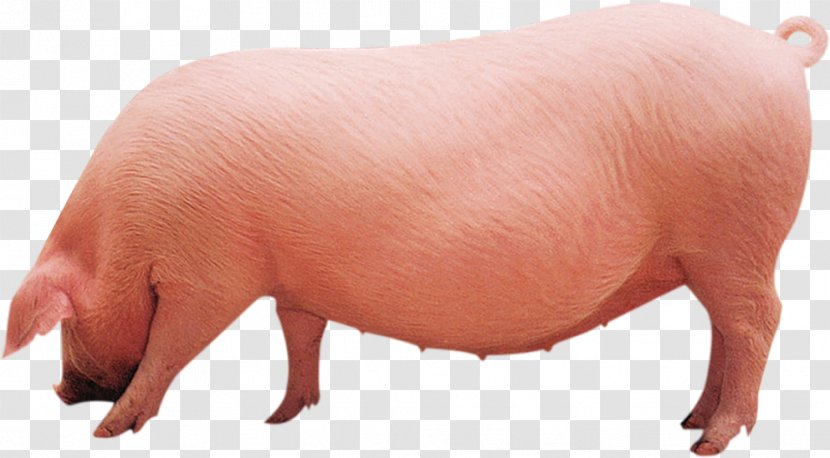 Danish Landrace Pig Fodder Soybean Meal U540eu5907u6bcdu732a Agriculture Transparent PNG