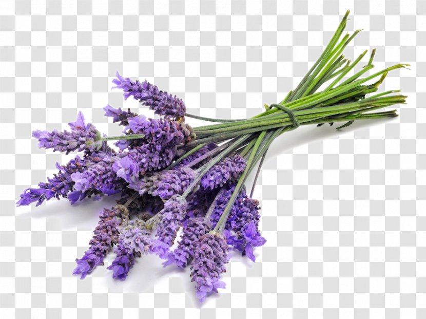 Perfume Lavender Oil Lotion Aroma Compound Fragrance - Herb Transparent PNG