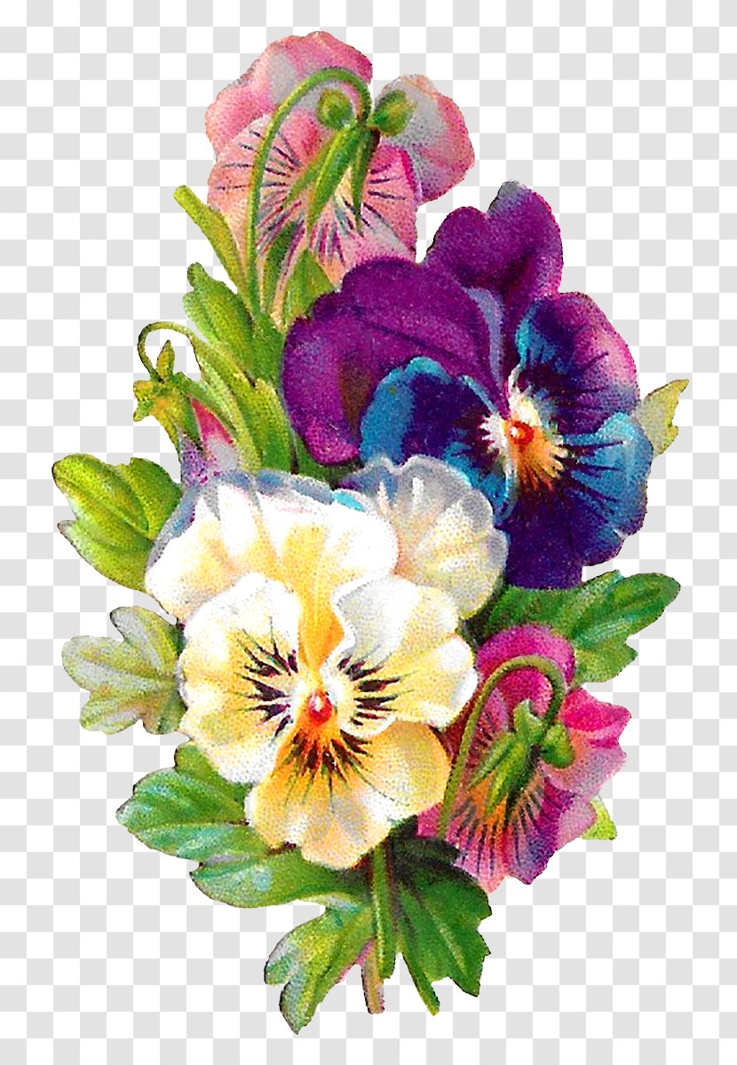 Clip Art Illustration Image Pansy - Royaltyfree - Flower Transparent PNG