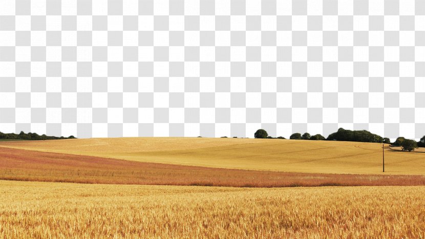 Wheat Field Cereal Food Grain - Commodity - Golden Transparent PNG