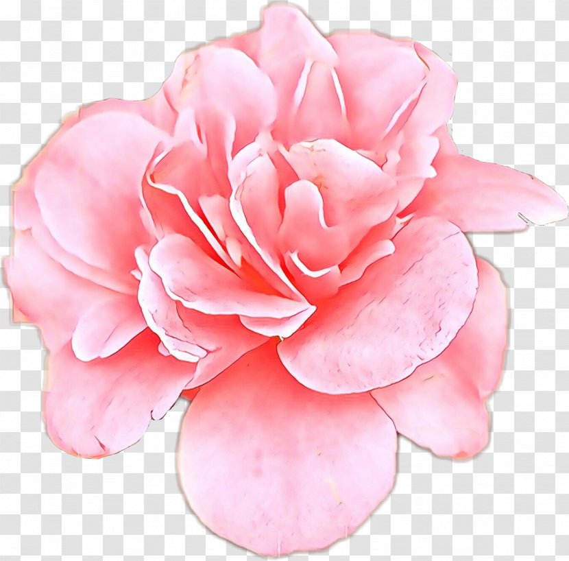 Rose - Plant - Camellia Family Transparent PNG