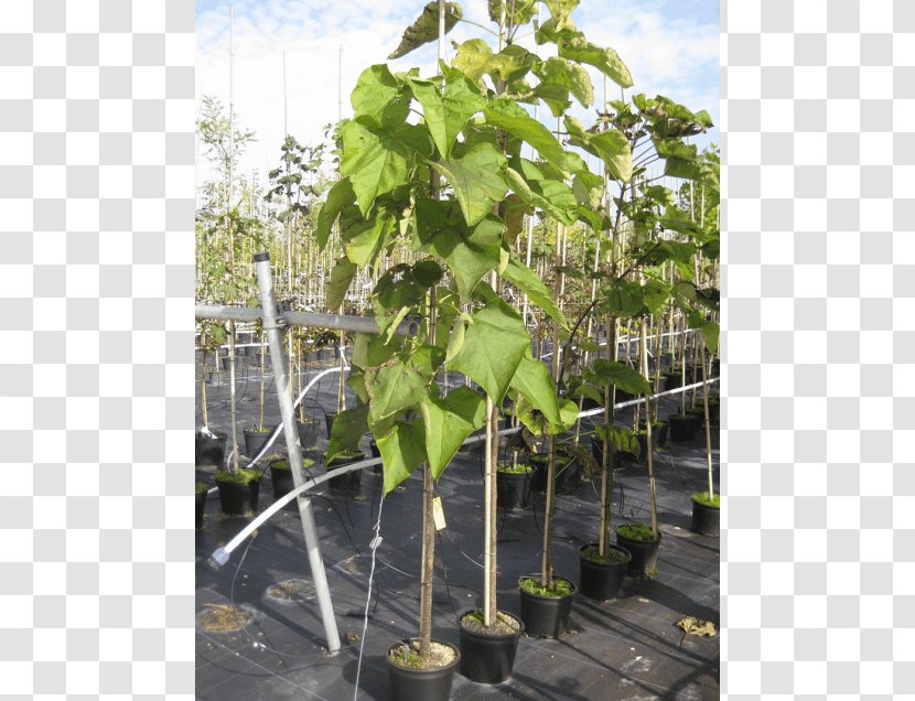 Southern Catalpa Japanese Maple Branch Broad-leaved Tree - Bignonioides Transparent PNG