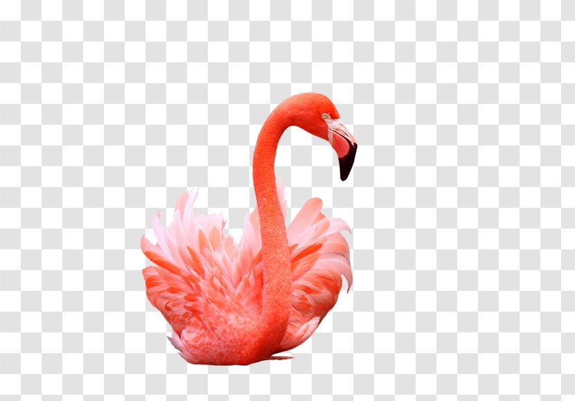 Flamingos Bird Shutterstock - Close Up - Flamingo Pictures Transparent PNG