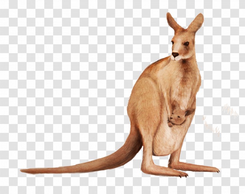 Matschie's Tree-kangaroo Wallaby Reserve Clip Art - Wildlife - Kangaroo Transparent PNG