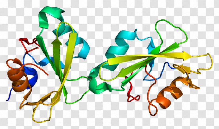 SH2B1 Signal Transducing Adaptor Protein Gene Nerve Growth Factor - Cartoon - Silhouette Transparent PNG