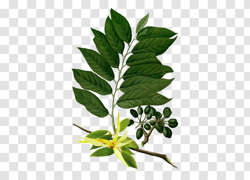 Ylang-ylang Botanical Illustration Botany Essential Oil Aromatherapy - Carrier - Herb Transparent PNG