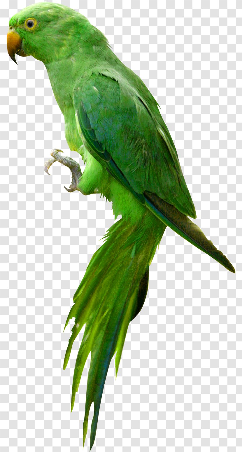 Parrot Bird Clip Art - Fauna Transparent PNG