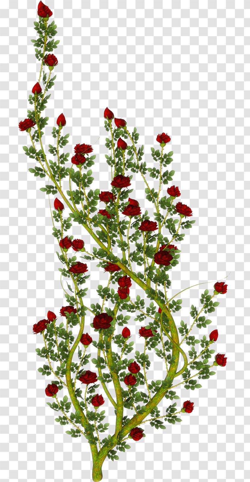 Desktop Wallpaper IPhone - Red - Herb Transparent PNG