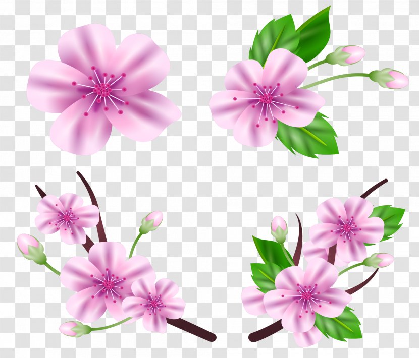 National Cherry Blossom Festival Floral Design - Romantic Transparent PNG