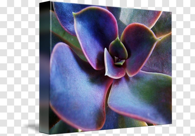 Painting Color Work Of Art Canvas Print - Succulent Border Transparent PNG