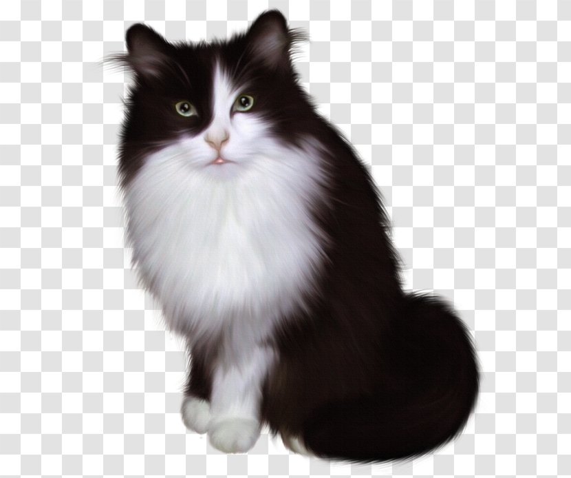 Maine Coon Kitten Munchkin Cat Napoleon - American Curl Transparent PNG