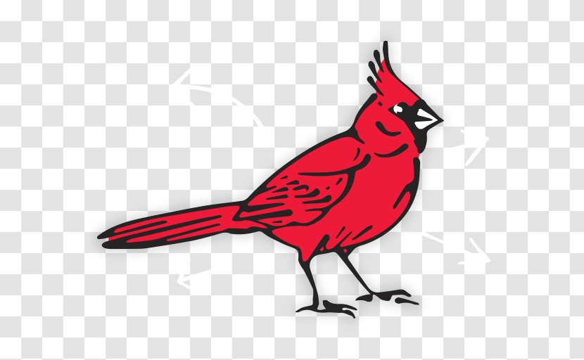 Northern Cardinal Bird City Realty Clip Art Transparent PNG