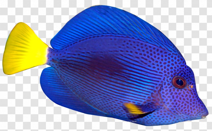 Marine Angelfishes Tropical Fish Clip Art - Dory Transparent PNG