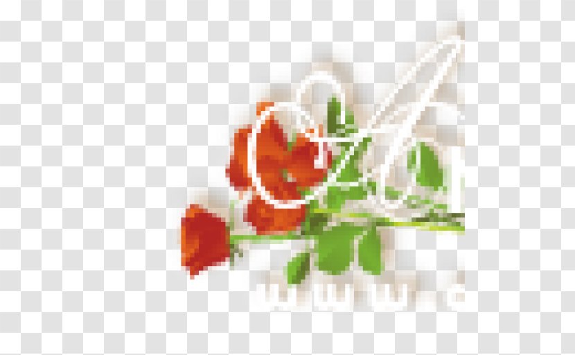 Flower Garden Roses Floral Design Rosaceae - Rose - Header Transparent PNG