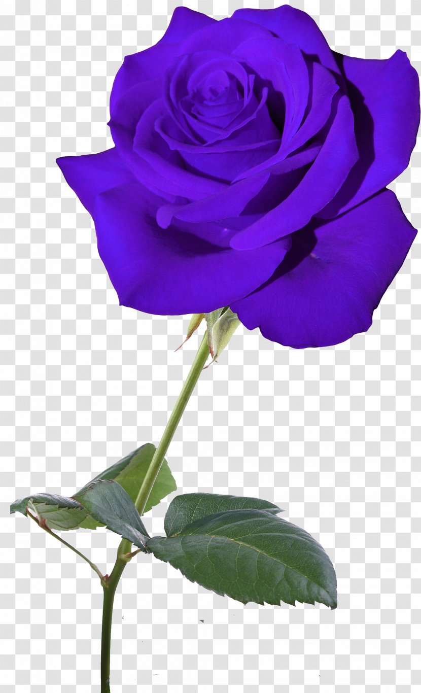 Blue Rose Garden Roses Flower Centifolia - Lilac Transparent PNG