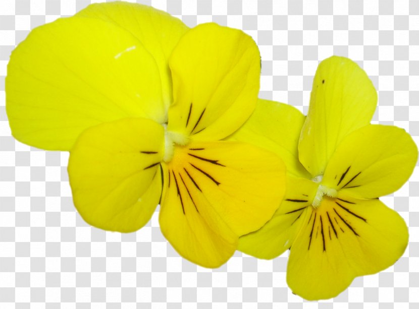 Pansy Herbaceous Plant - Flower Transparent PNG