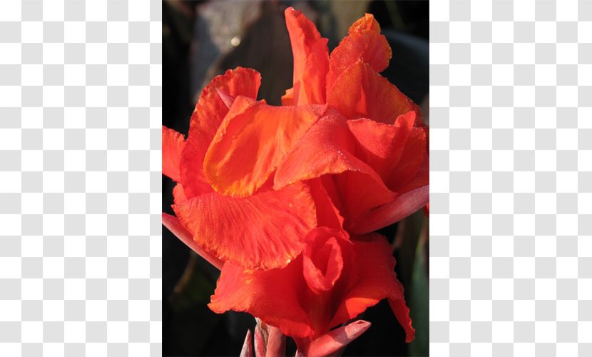 Flower Garden Edible Canna Plant Gladiolus - Family Transparent PNG