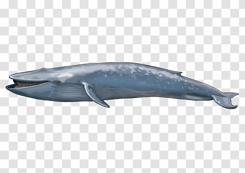 Blue Whale Balaenidae Maine Coon Marine Mammal - Whales Dolphins And Porpoises - Sea Animals Transparent PNG