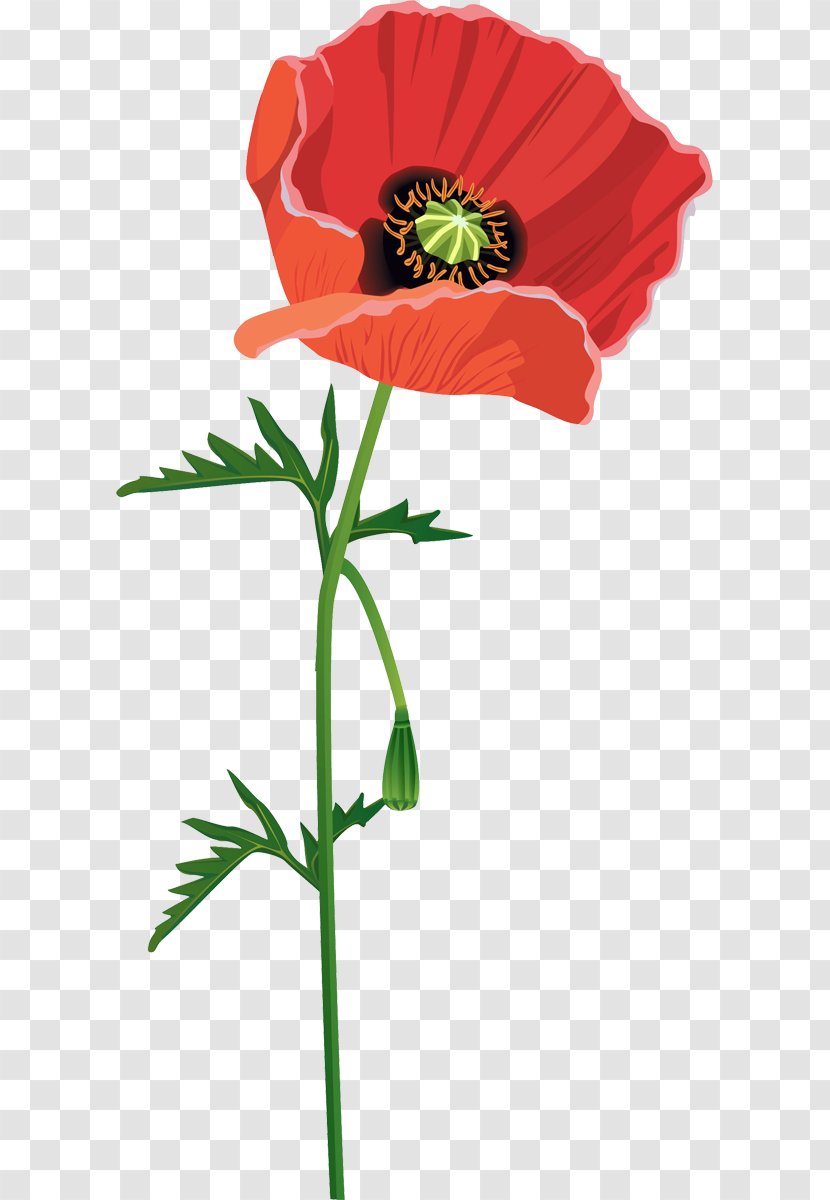 Common Poppy Red Flower - Plant Stem Transparent PNG