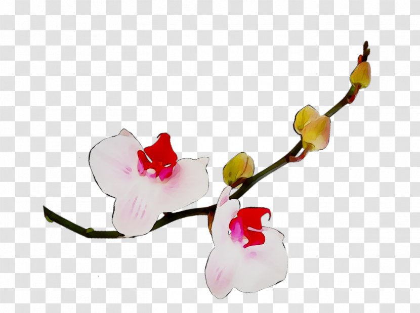 Moth Orchids Cut Flowers Bud Plant Stem - Cherry Blossom Transparent PNG