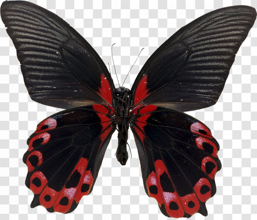 Butterfly Desktop Wallpaper - Pollinator Transparent PNG