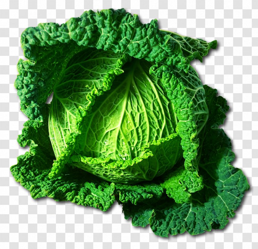 Savoy Cabbage Cauliflower Brussels Sprout Broccoli - Lettuce Transparent PNG
