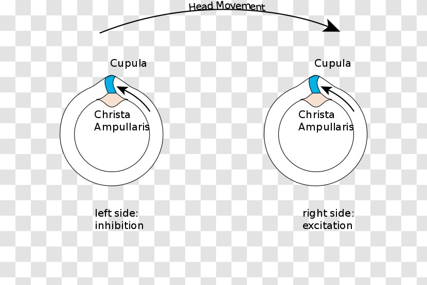 Semicircular Canals Vestibular System Ampullary Cupula Sense Of Balance Motion - Tree Transparent PNG