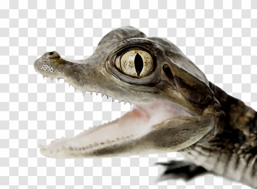 Nile Crocodile Animal American Alligator - Alligators - Fish Transparent PNG