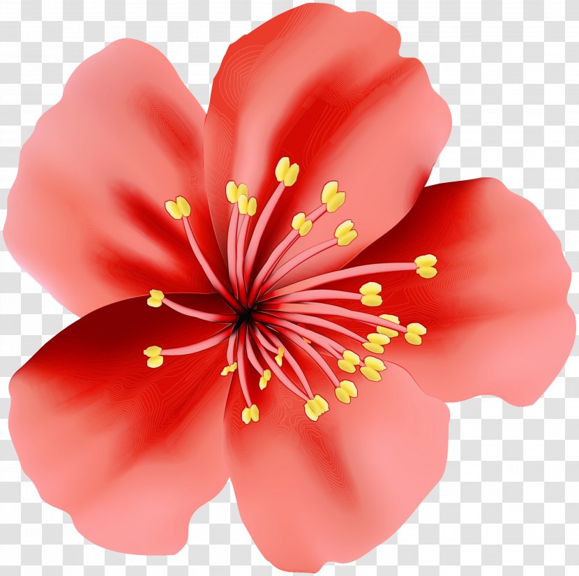 Rosemallows Flower Clip Art Image - Pink Transparent PNG