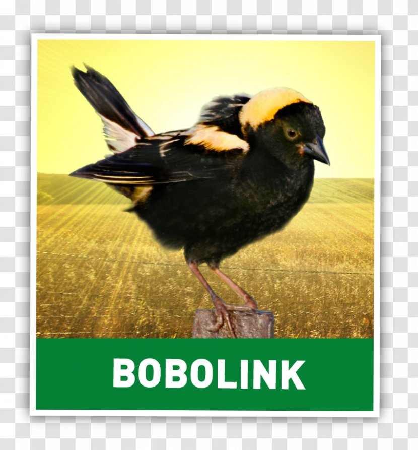 Bobolink Bird Earth Rangers Eastern Screech Owl - Fauna Transparent PNG