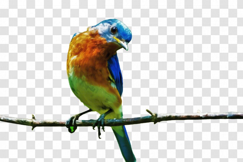 Bird Beak Parrot Parakeet Budgie - Macaw - Bluebird Transparent PNG