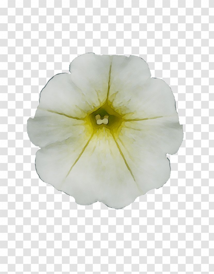 Petunia Surfinia White Yellow Light - Stock Photography Transparent PNG