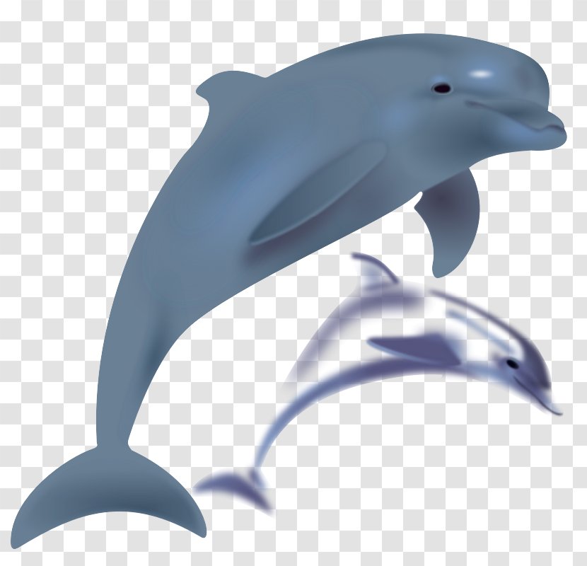 Dolphin Free Content Clip Art - Fin Transparent PNG