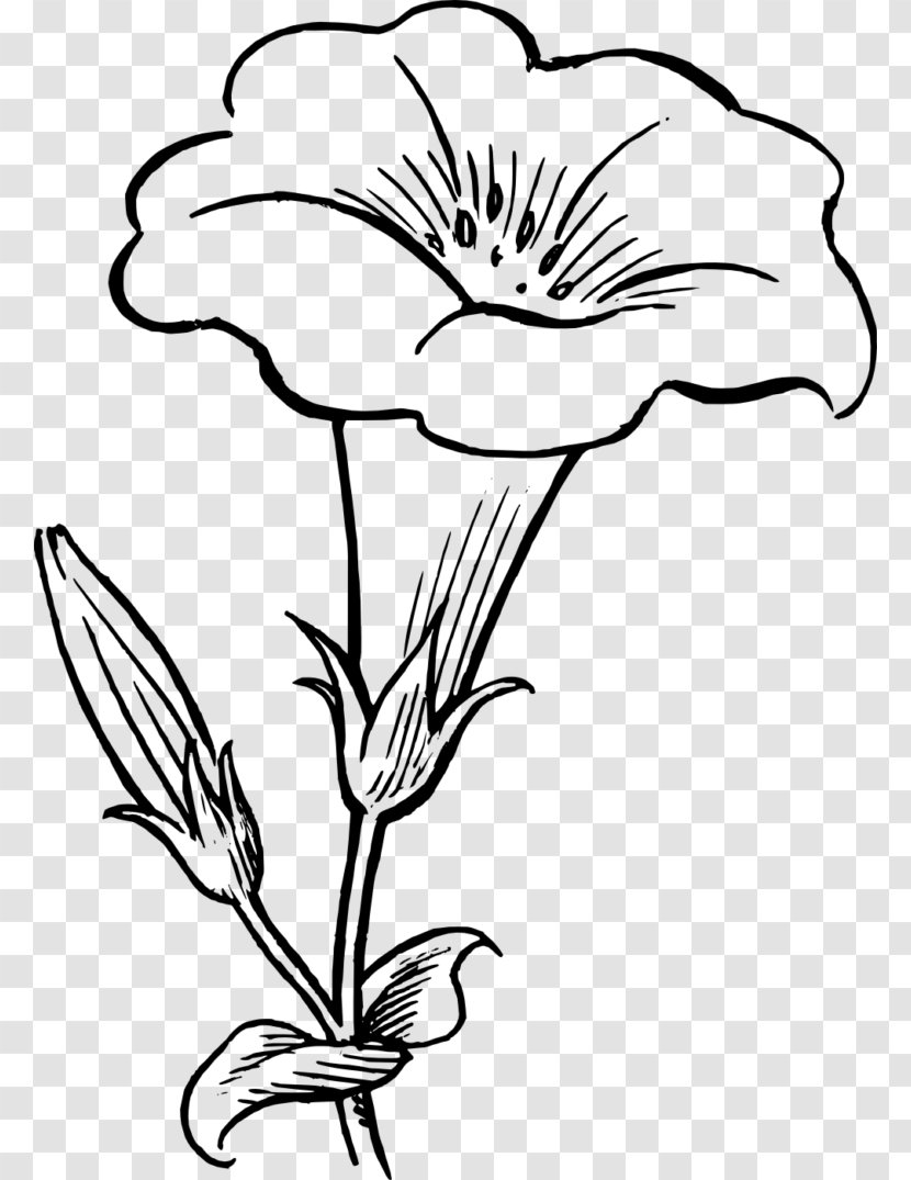 Drawing Flower Black And White Clip Art - Flowering Plant Transparent PNG