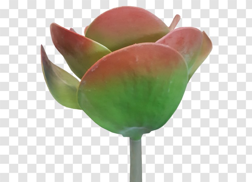 Serial Code Product Key Keygen Succulent Plant Software Cracking - Flower Bouquet - Potted Succulents Transparent PNG
