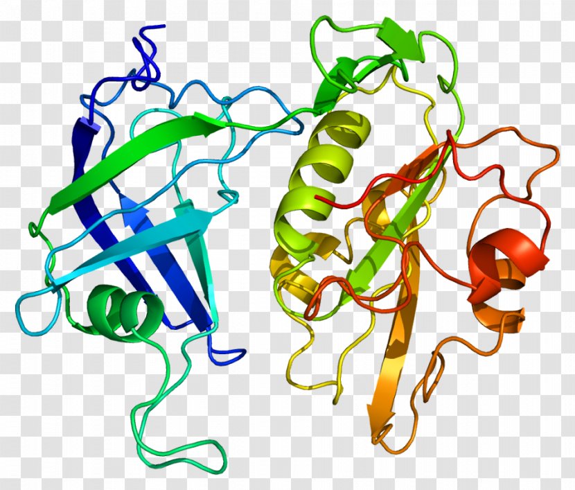 CYB5R3 Cytochrome B5 Reductase Gene - Tree - Flavin Adenine Dinucleotide Transparent PNG