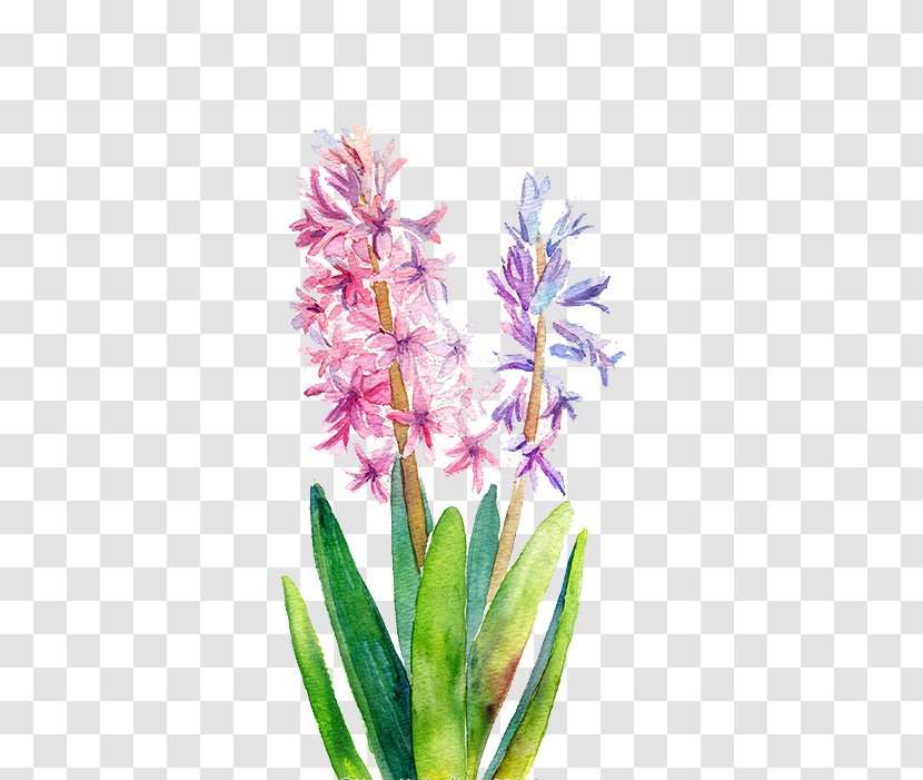 Watercolor: Flowers Watercolor Painting - Hyacinth Transparent PNG