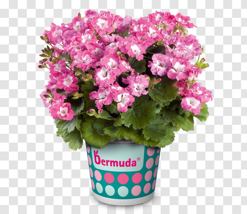 Regal Pelargonium Seed Flower Color Perennial Plant - Primula Transparent PNG