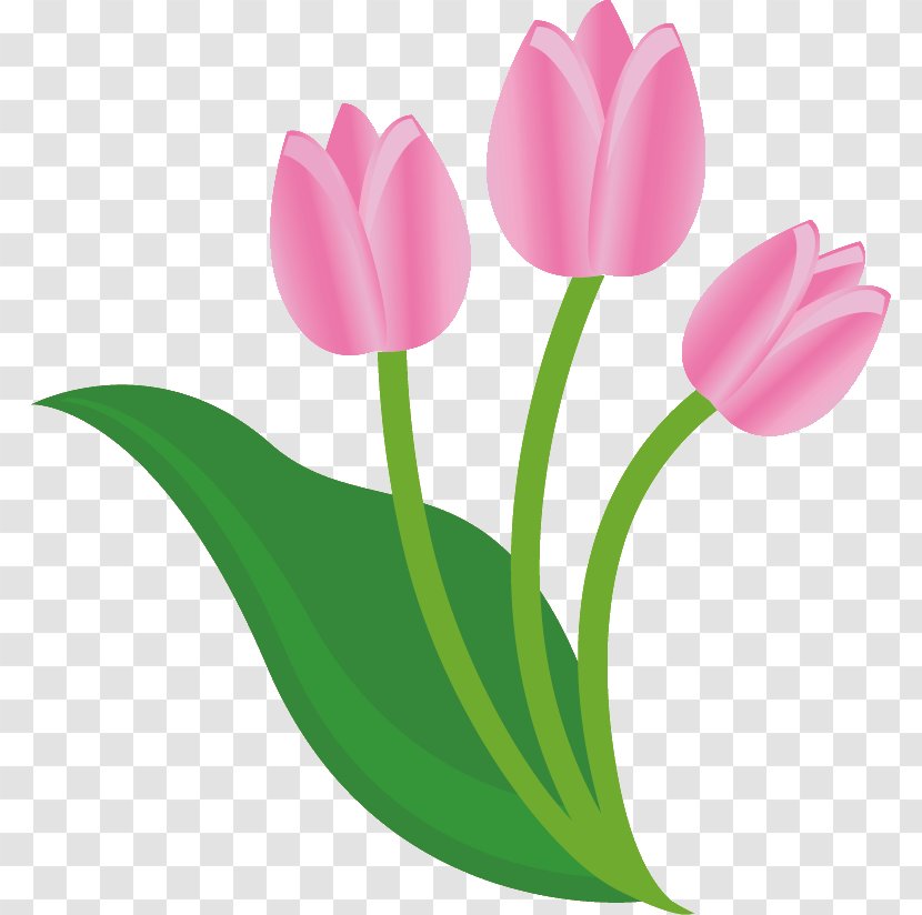 Tulip Flower Clip Art - Magenta Transparent PNG